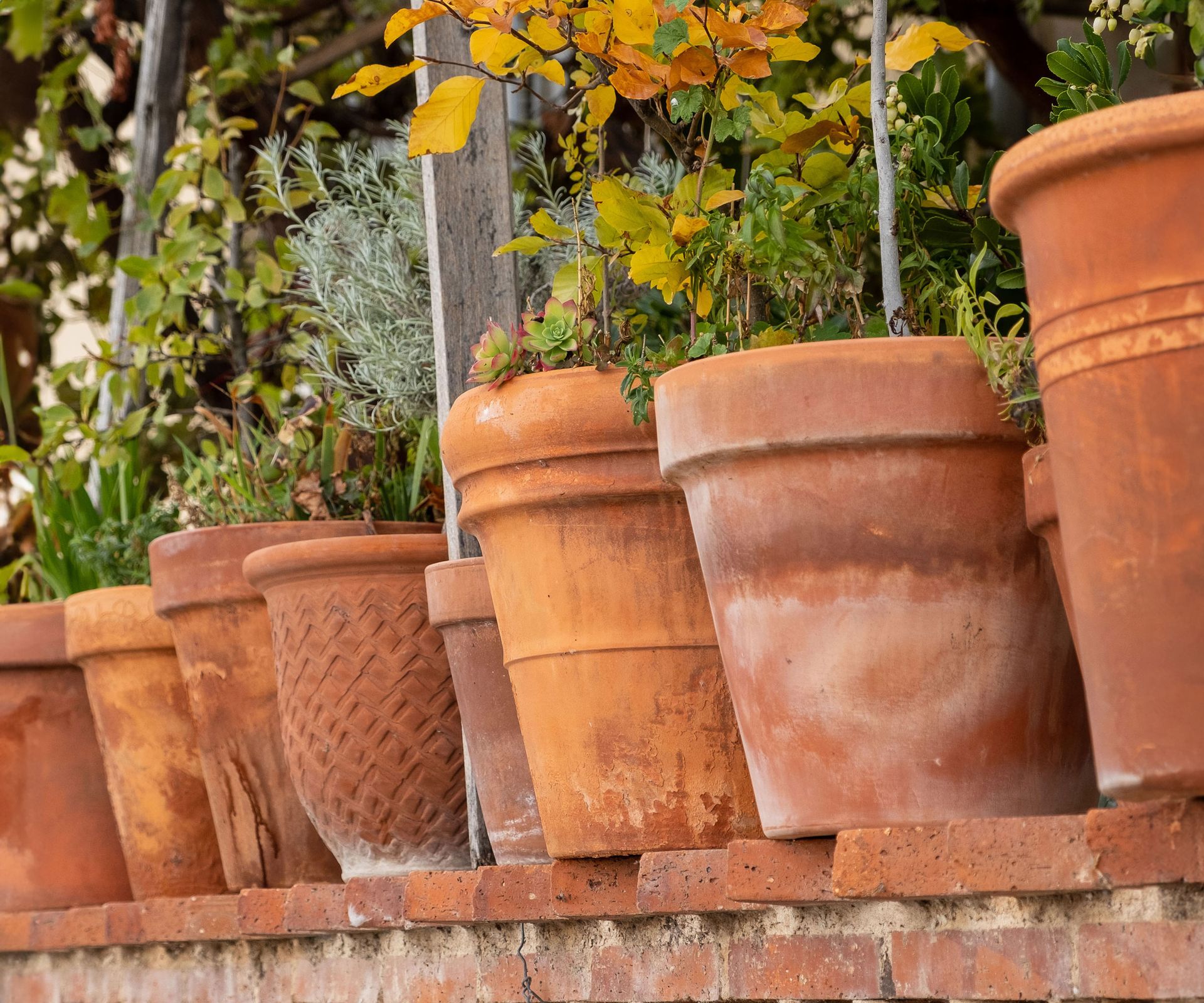 terracotta plant pots in row on brick wall