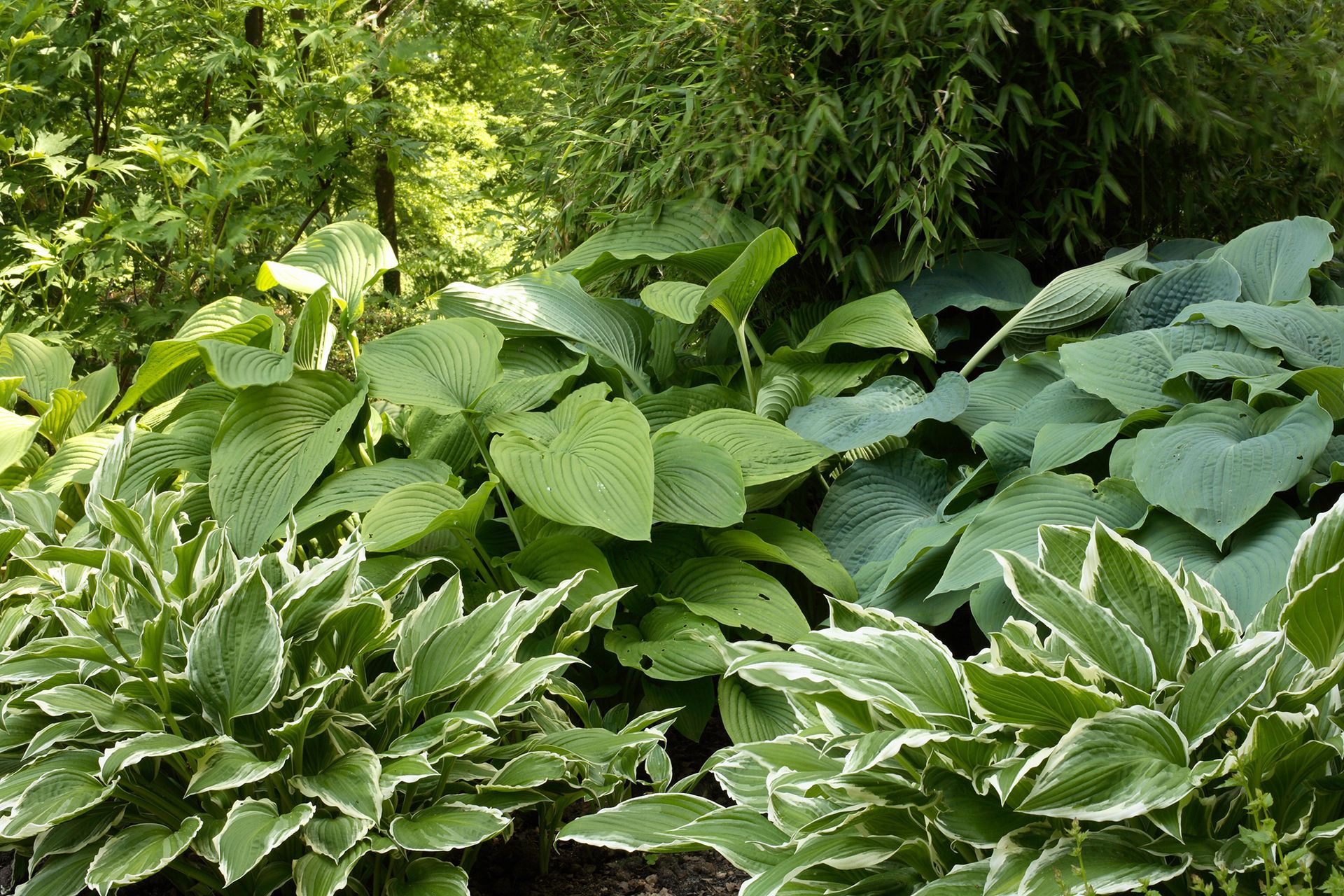 How to winterize hostas | Homes & Gardens