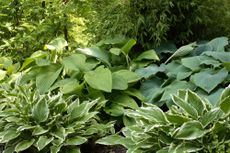 How to winterize hostas Variegated foliage variety in flower