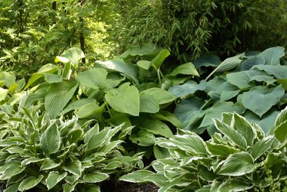 How to winterize hostas Variegated foliage variety in flower