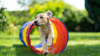 dog running through a multicoloured tunnel