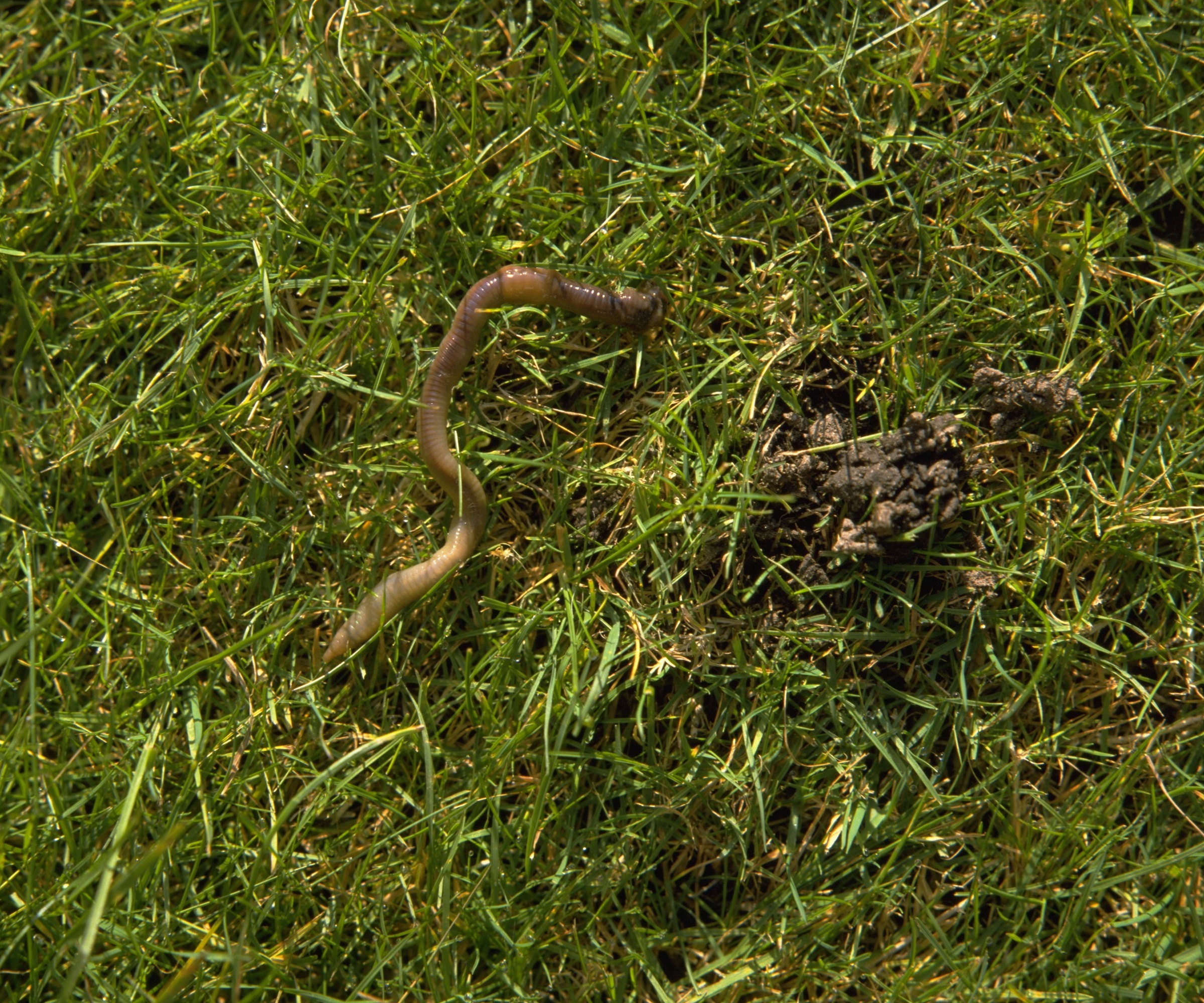 An earthworm on a lawn next to a pile of worm casts