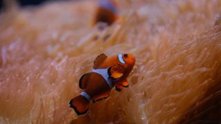 Clownfish