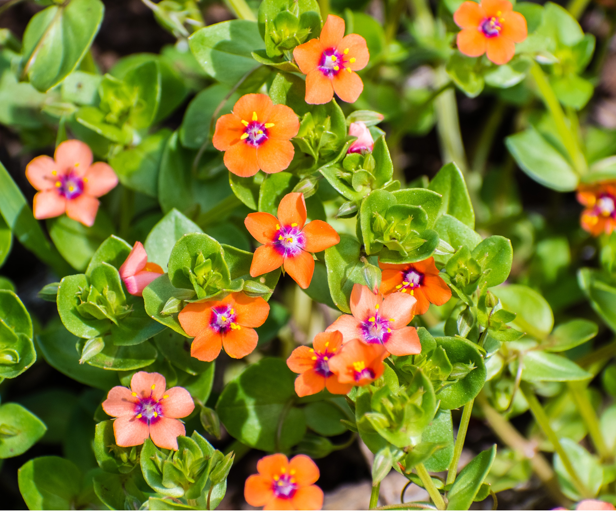 Scarlet pimpernel