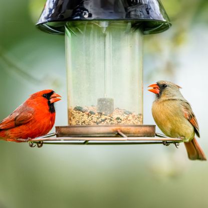 two cardinals sitting on plastic seed bird feeder