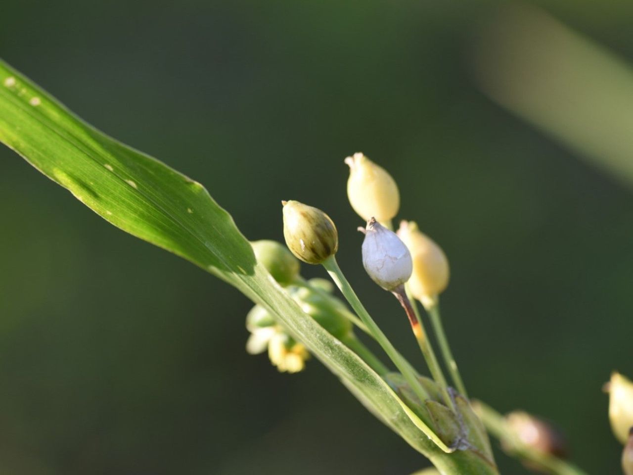 Close Up Of Job&amp;#39;s Tears Ornamental Grass