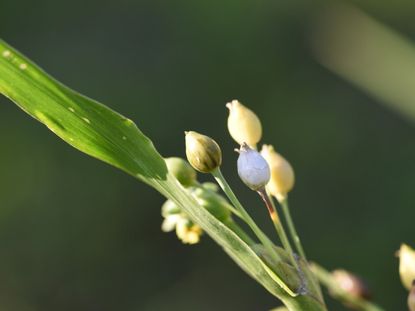 Close Up Of Job's Tears Ornamental Grass