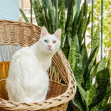 White cat sits in wicker chair next to snake plants on a sunny balcony