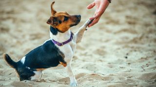Jack Russel Terrier giving owner his paw