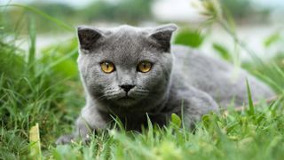 Scottish fold cat lying in the grass