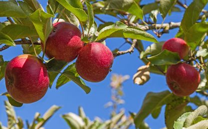 Fortune - New York Apple Association