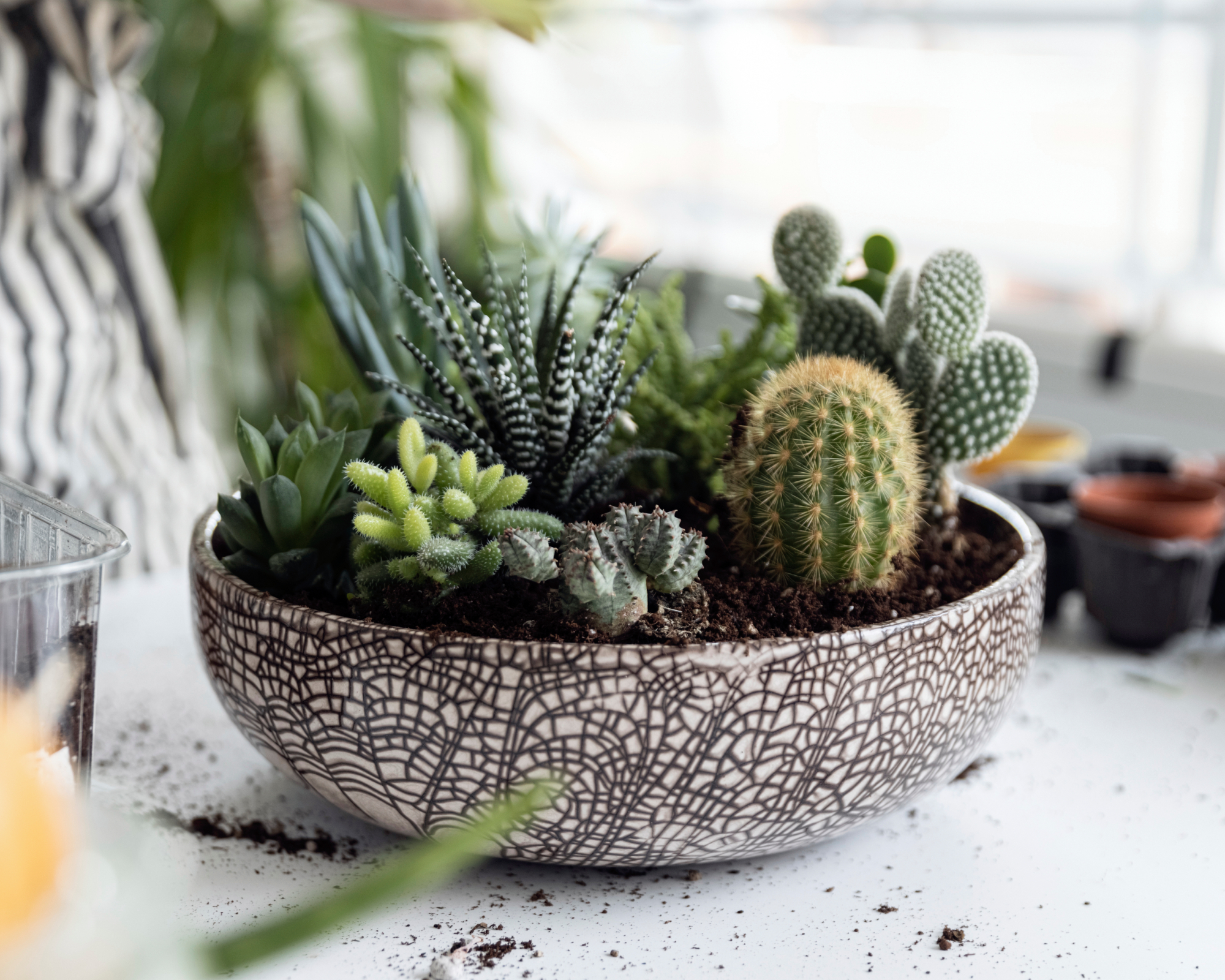 succulent and cactus dish garden