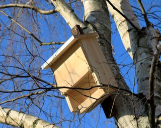 wooden bat house attached to tree