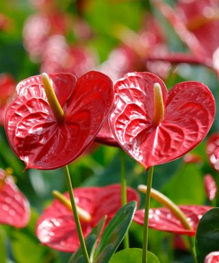 red flowers and leaves of an anthurium houseplant