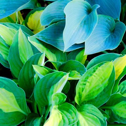 hosta plants with bright green and blue leaves