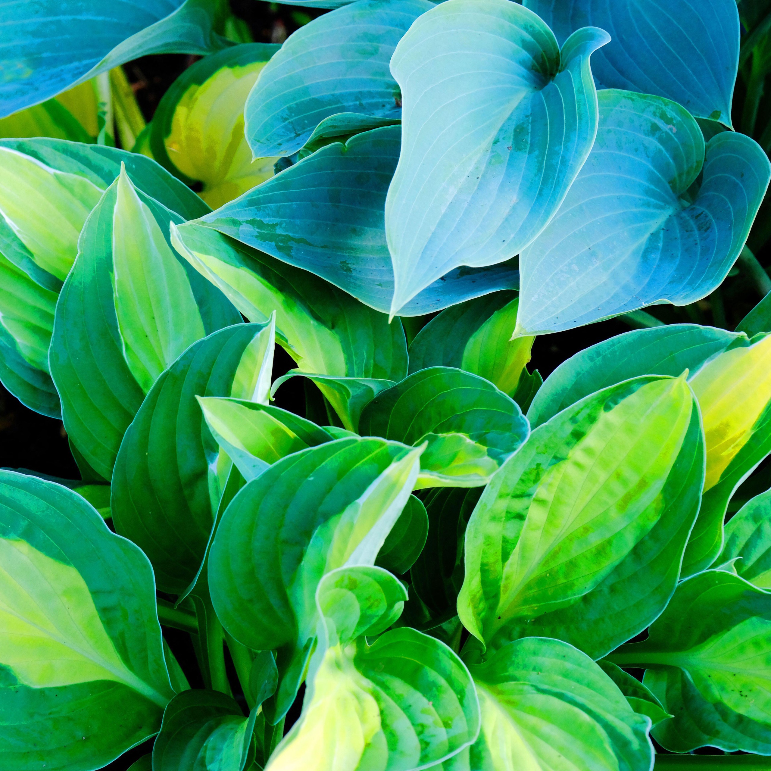 hosta plants with bright green and blue leaves