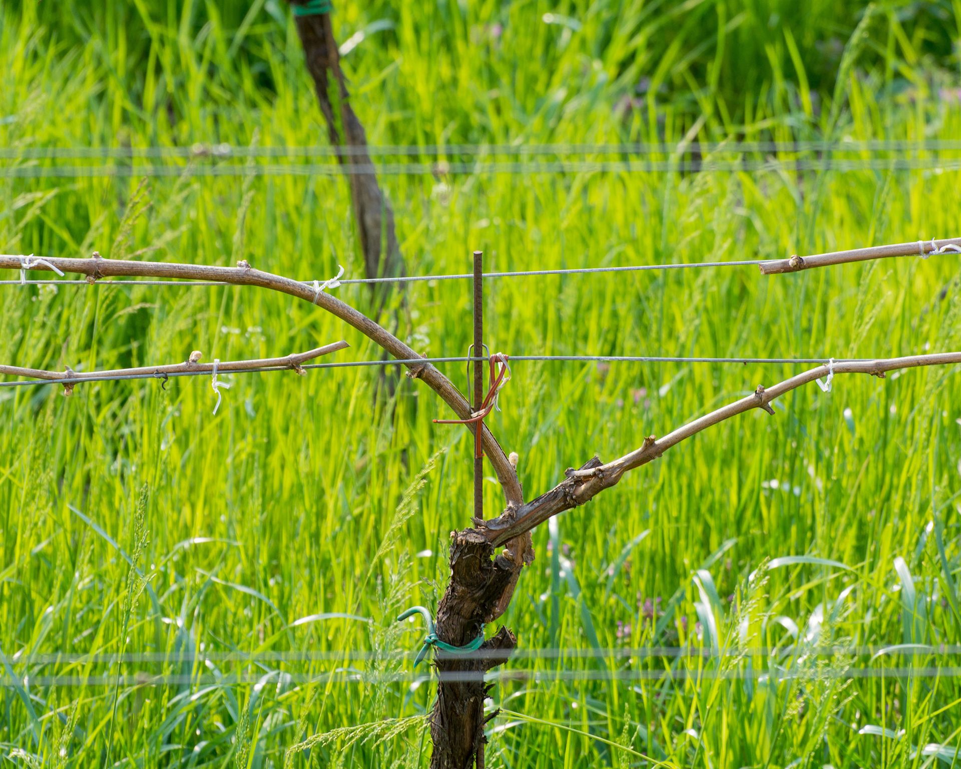 Pruning grape vines Our expert shows you how and when Gardeningetc