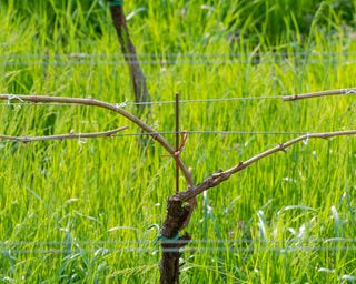 Grape vine pruned and trained using the double Guyot system