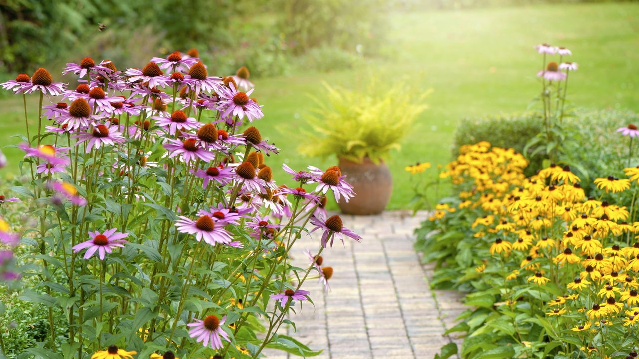 Coneflower and rudbekia line a garden path