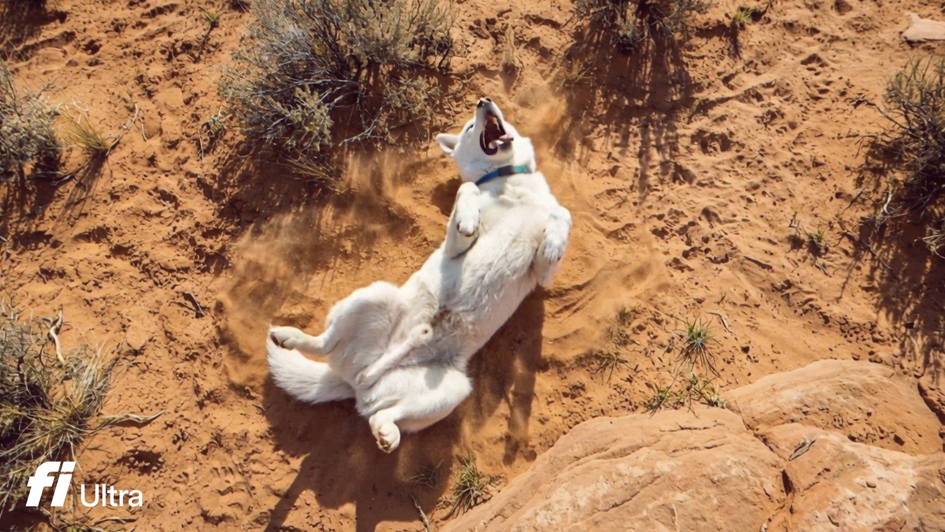 A high-angle shot of a joyful white dog rolling on its back in the orange desert sand.