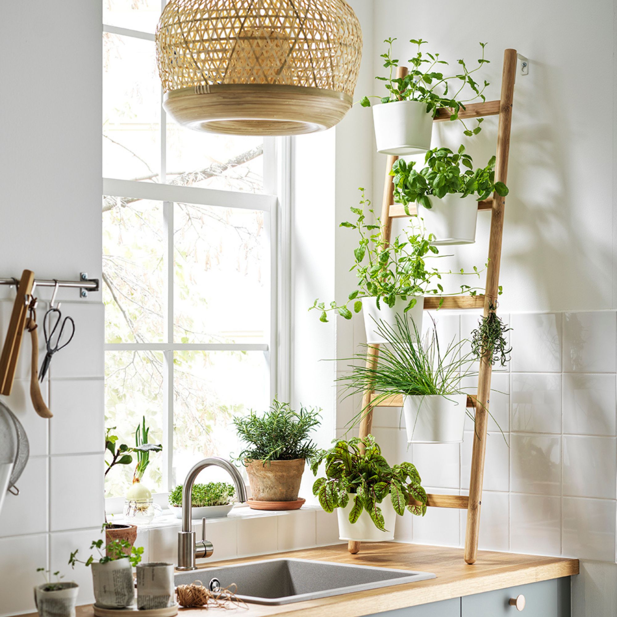 houseplants on stand