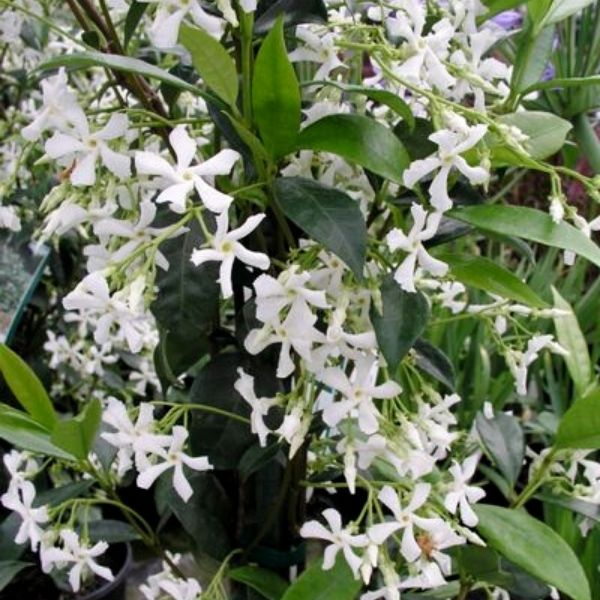 Star Jasmine - Quart Container
