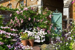 cottage garden ideas: cottage garden with rambling roses climbing a stone wall