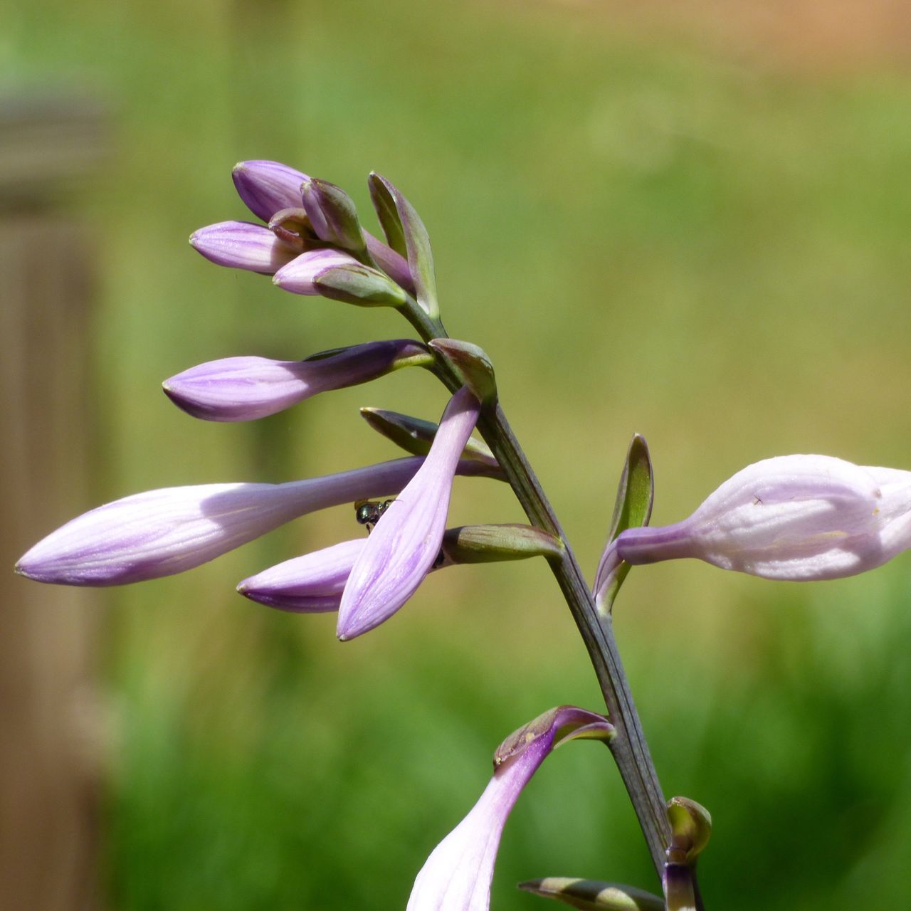 hosta bloom