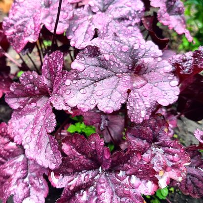 heuchera plant showing lush purple foliage sprinkled in raindrops