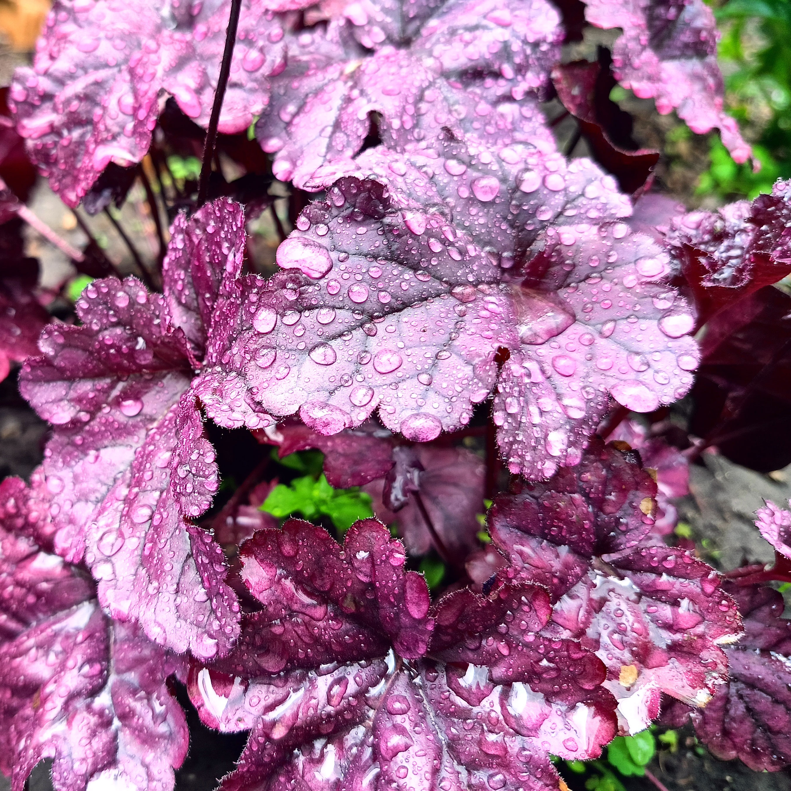 heuchera plant showing lush purple foliage sprinkled in raindrops