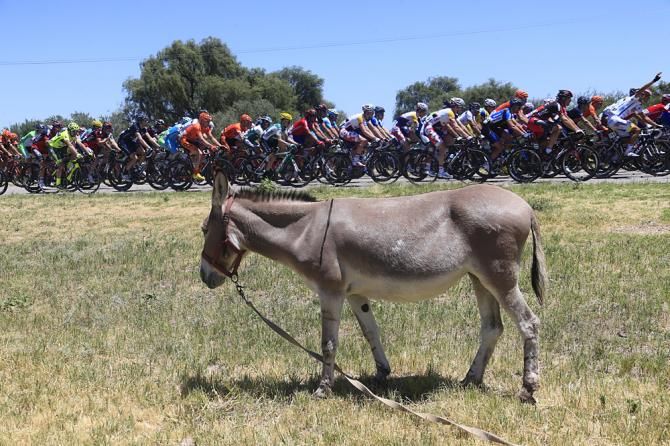 Donkey.