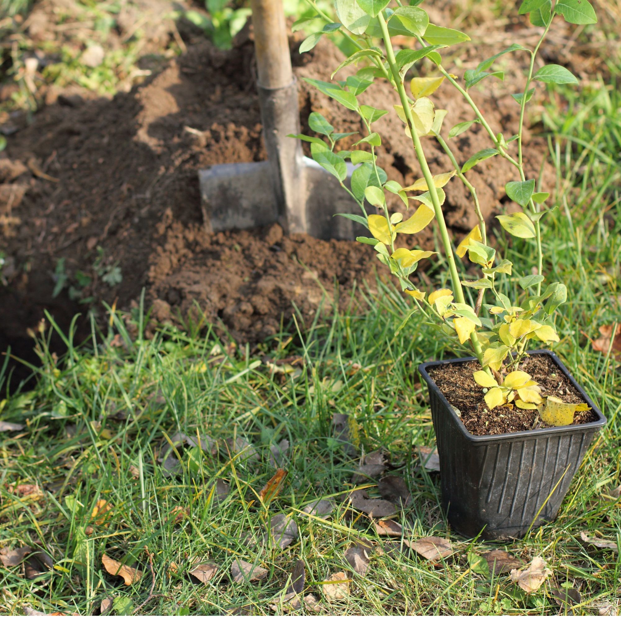 Planting hole and spade next to young container fruit bush in garden
