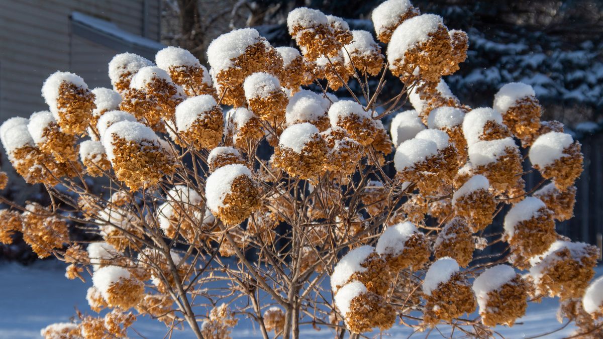 How to Care for Hydrangeas in Winter So They Shine Next Year ...