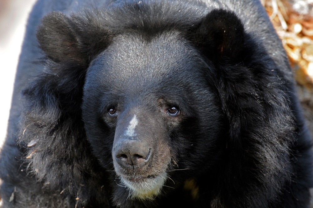 The Rare and Exotic Animals of Russia's Far East | Live Science