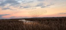 A murmuration of starlings at Otmoor, Oxfordshire