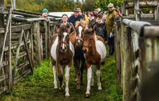 FoalSale2_241420522_356950772.jpg