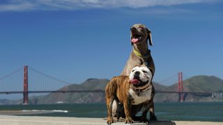 Two dogs sitting outside the Golden Gate bridge