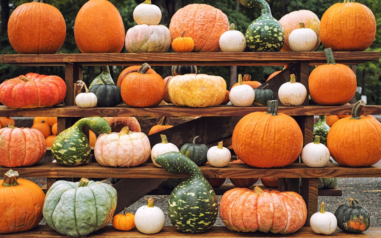 Collection of gourds and pumpkins in a garden