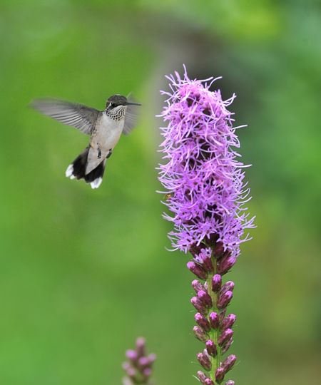 A hummingbird flies up to a purple Blazing Star bloom