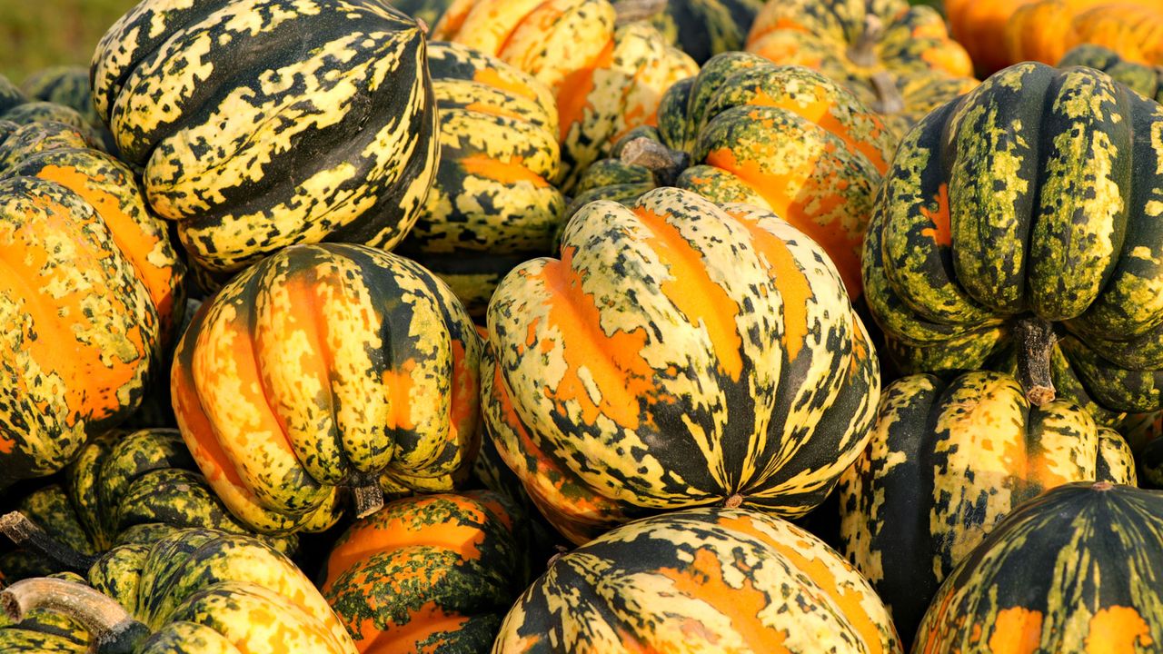 carnival squash fruits at harvest 