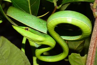 green vine snake in a tree