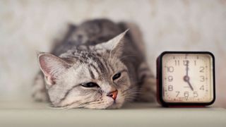 Cat sitting next to clock