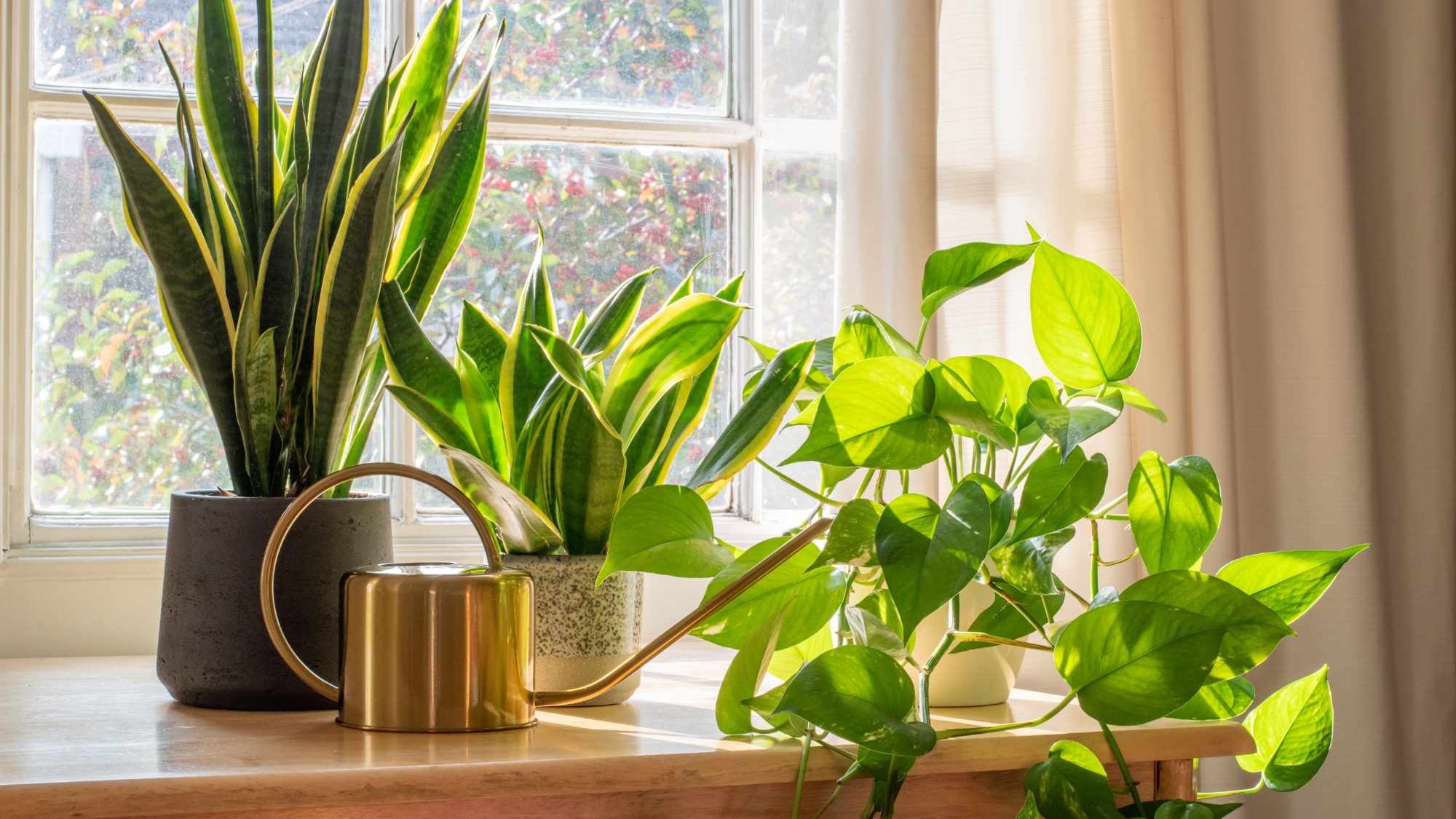 Snake plant and pothos houseplants in the window of a modern home during a heatwave