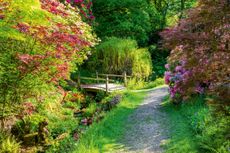 Small Japanese-style bridge crosses a stream. Acers including Acer palmatum 'Dissectum', pink flowering Primula pulverulenta in the stream bed. Opposite the bridge is a Rhododendron 'Stadt Essen'. Ramster Gardens, Surrey. ©Matthew Bruce