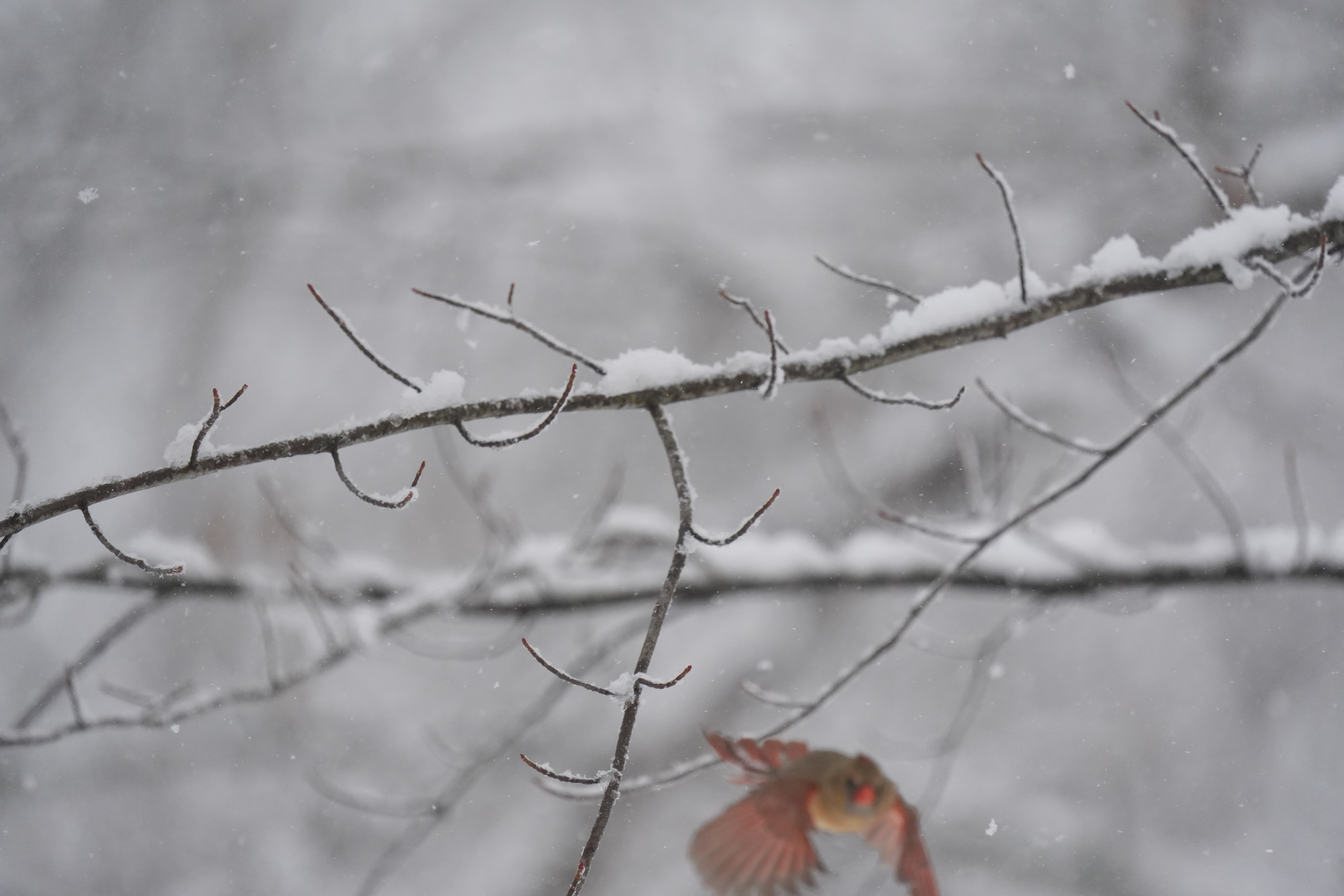 A bird photo taken with the Sony A7 V and FE 200-600mm f/25.6-6.3 G OSS
