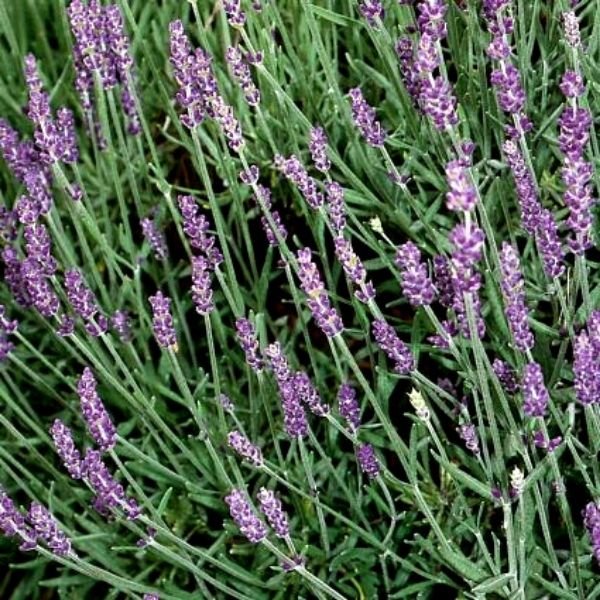 Hidcote Lavender - #1 Container