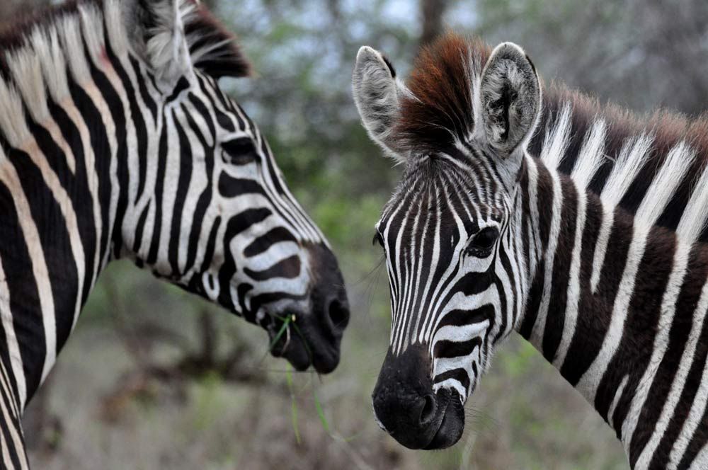 zebras in south africa.