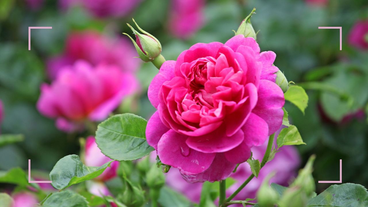 Pink rose in bloom on a garden shrub to support Monty Don&#039;s rose deadheading advice