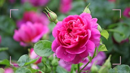 Pink rose in bloom on a garden shrub to support Monty Don's rose deadheading advice