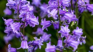 Bluebells